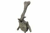 Rare, Stegosaurus Caudal Vertebra on Metal Stand - Wyoming #227556-7